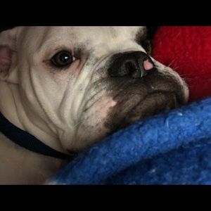 Meet your Posher, Leslie